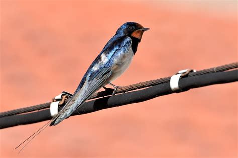 Rondine Foto Immagini Animali Uccelli Allo Stato Libero Animali