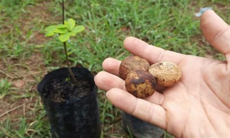 Como Plantar O Pequi