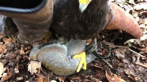 Harris Hawk Hunting Squirrel In The Tree Tops Youtube