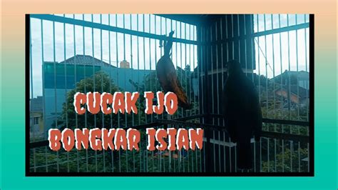 Cucak Ijo JAMTROK Bongkar Isian YouTube