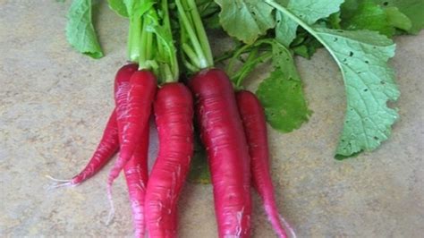 I bought 6 inch long pink radishes