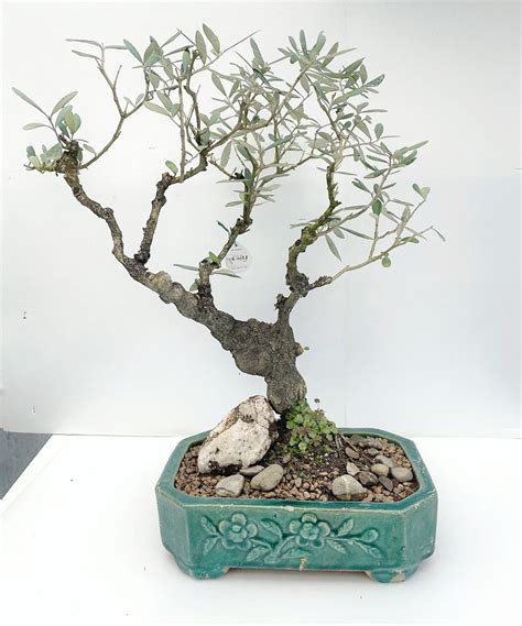 Bonsai Di Ulivo Anni Olea Europea