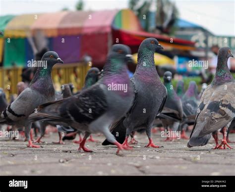 Kuala Lumpur Malaysia November Pigeon At Park In Selective