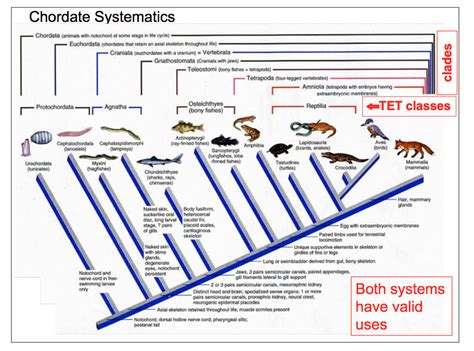 Cladistics and Systematics | HeyerBio6A Wiki | Fandom powered by Wikia