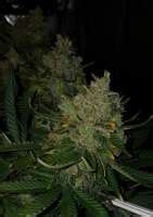 Franco S Lemon Cheese Green House Seeds Galer A De Cannabis