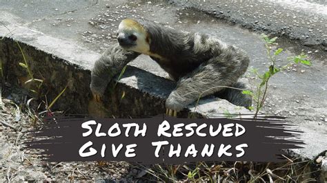 Sloth Rescued Give Thanks To Its Rescuers - Sloth Of The Day