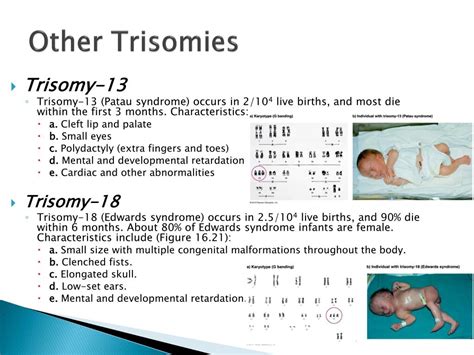 Ppt Chapter 16 Variations In Chromosome Structure And Number