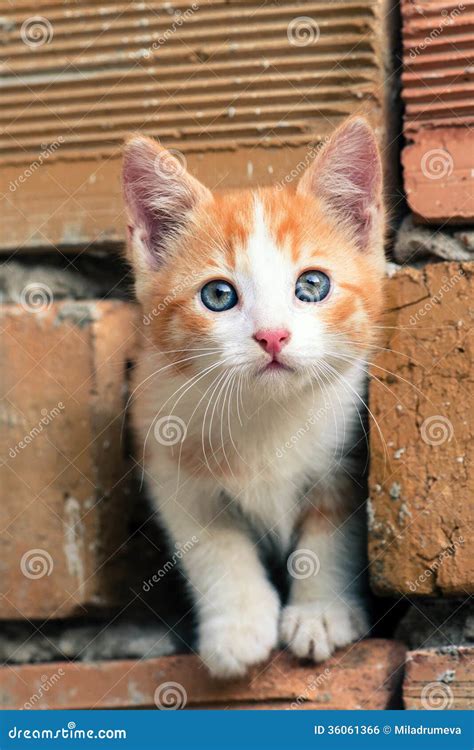 Adorable Orange-white Kitten With Blue Eyes Royalty Free Stock Image ...