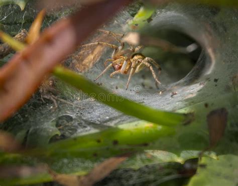 Grass Funnel Web Spider South Africa Dew Covered Web Of The Grass