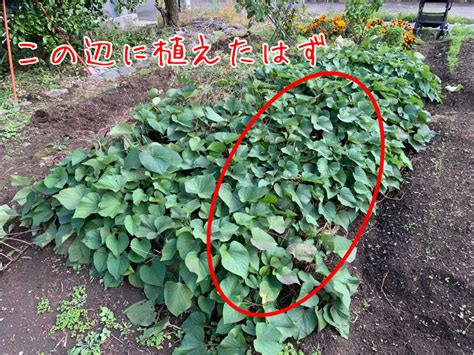 【サツマイモ栽培】つる返しの必要性を痛感！実際に芋がつるにできた実例を紹介！ 25坪の庭blog