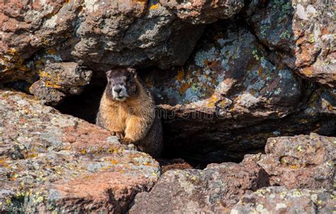 Marmota Valiente Salvaje Que Oculta En Rocas Imagen De Archivo Imagen