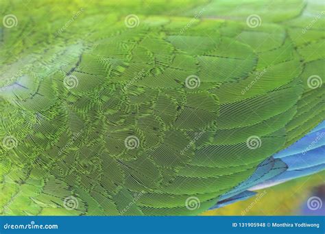 Beautiful Parrot Feathers stock photo. Image of cute - 131905948