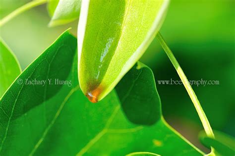 A close look at tulip poplar flowers – Bee the Best!