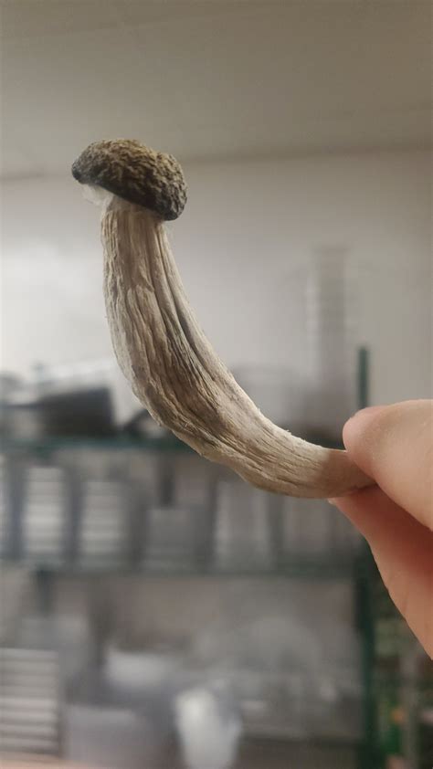 Liberty caps smell like vomit : r/PsychedSubstance