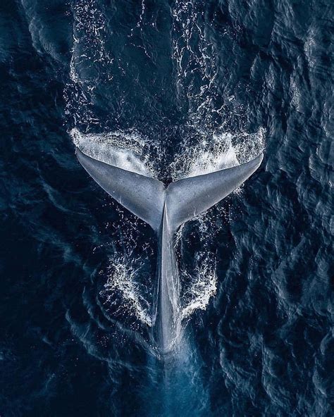 Whale Lockscreens Aesthetic Whale Hd Phone Wallpaper Pxfuel