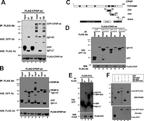 Identification And Characterization Of A Self Interaction Domain In Download Scientific Diagram