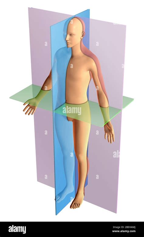 Sagittal Plane Hi Res Stock Photography And Images Alamy