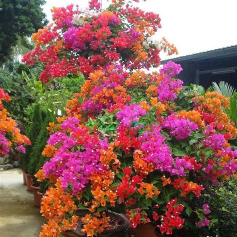 Plant Of The Month Bougainvillea Ransoms Garden Centre