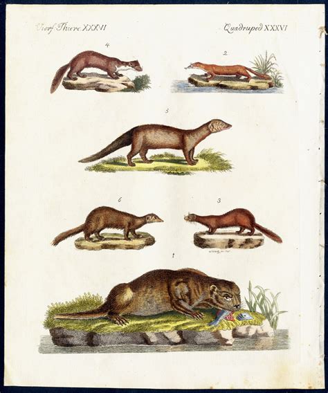 Ottern und Marder-Arten. - No. 1. der Fisch-Otter (Mustela Lutra, L.). - No. 2. Der Nörz ...