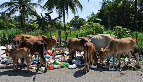 Sapi Makan Sampah Di Tpa Jatibarang Jarot Madana