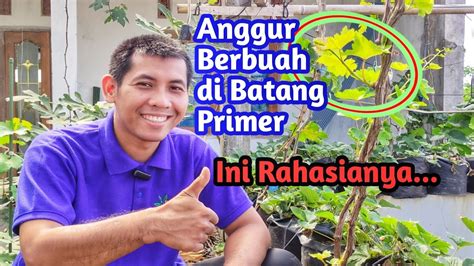 Bongkar Rahasia Pohon Anggur Import Berbuah Di Batang Primer Youtube