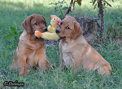 FOX RED LABRADORS GALLERY PHOTOS LAB BREEDERS PUPPIES