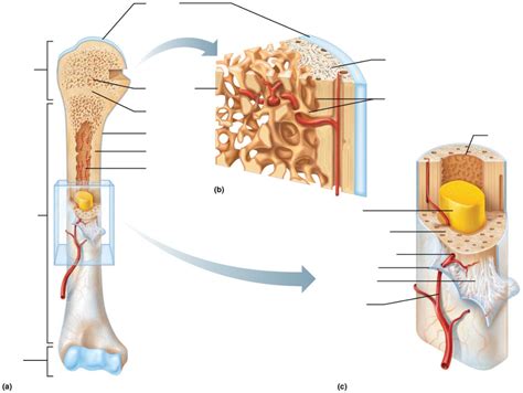 Structure Of Long Bone Diagram Quizlet