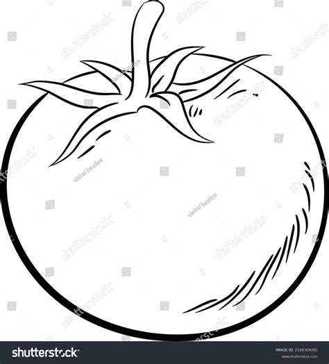 Tomato Vector Drawing On White Background Stock Vector Royalty Free