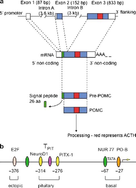 Figure 1 From 23 Etiologies Of Cushing S Syndrome Acth Dependent