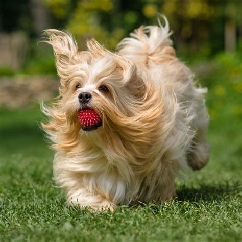 A Toy Dog Breed With Long Hair