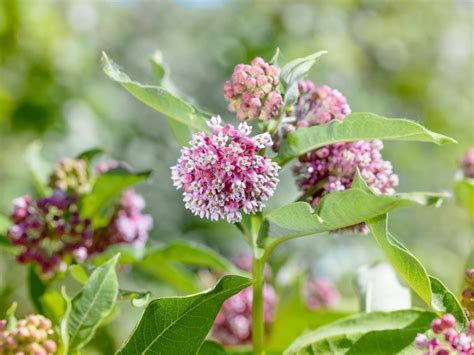 Milkweed Poisoning And How To Safely Grow Toxic Milkweed