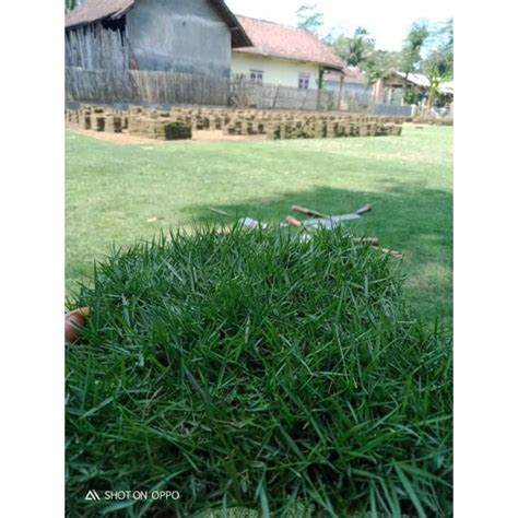 Jual Rumput Jepang Atau Rumput Peking 1 Meter Persegi Shopee Indonesia