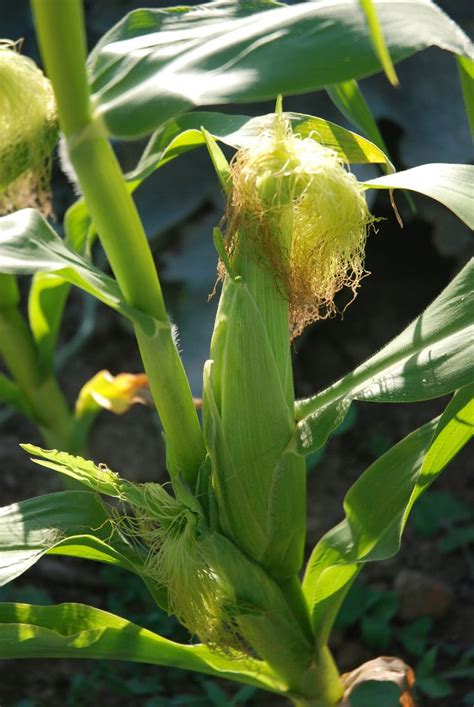 The Easiest Way To Grow Sweetcorn In The Uk Growing Guides