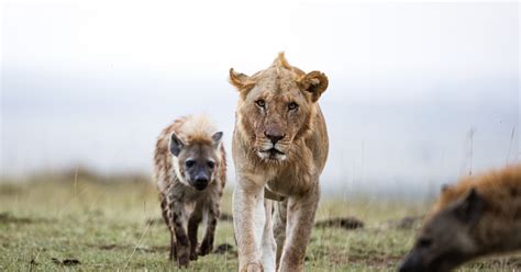 Do hyena eat lions? - Simply Ecologist