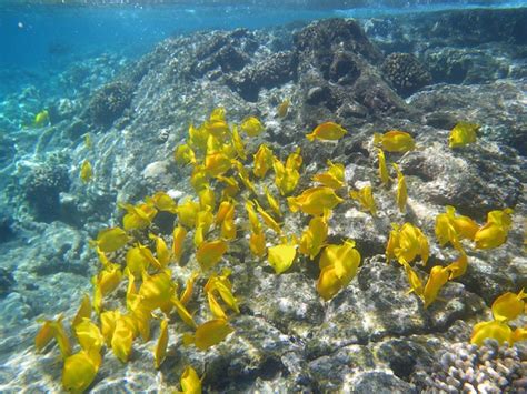 Yellow Tangs School Of Yellow Tangs At The Captain Cook Mo Flickr