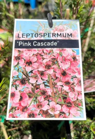 LEPTOSPERMUM Pink Cascade Echuca Moama Plant Farm