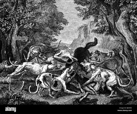 hunting, hounds killing a wolf, wood engraving after painting by ...