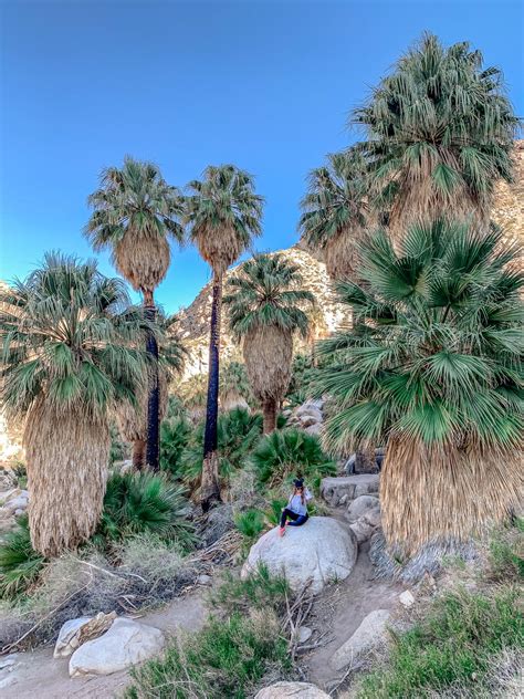 Joshua Tree Nationalpark Sehenswürdigkeiten und Tipps