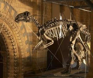 Iguanodon Skeleton - DinoPit