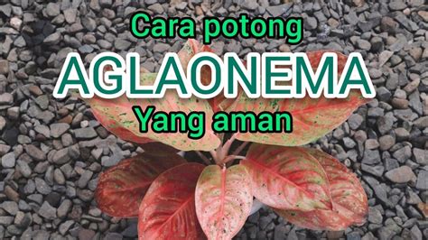 Cara Potong AGLAONEMA Yang Aman YouTube