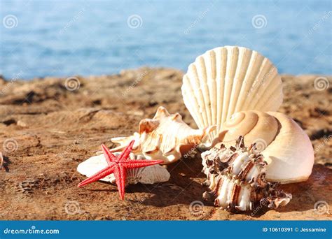 Seashells On The Beach Stock Image Image Of Copy Beach 10610391