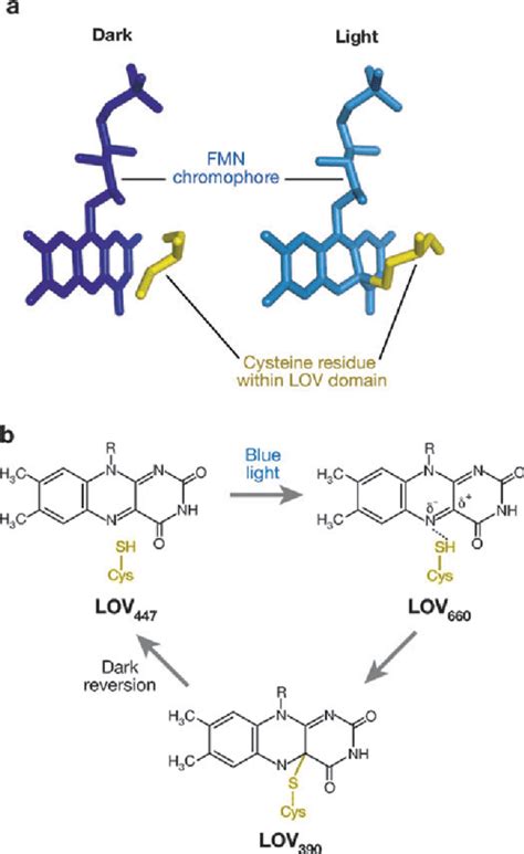 Phototropin Blue Light Receptors Semantic Scholar