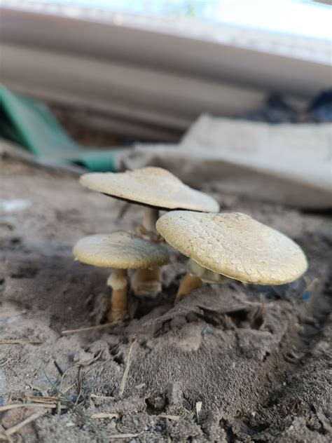 Common Gilled Mushrooms And Allies From Pesquer A N L M Xico On June