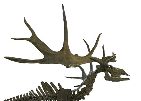 The Largest Deer That Ever Lived Were 1,500lb Giants - A-Z Animals