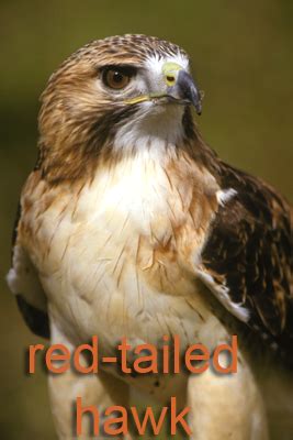 Red-tailed Hawk — Texas Parks & Wildlife Department