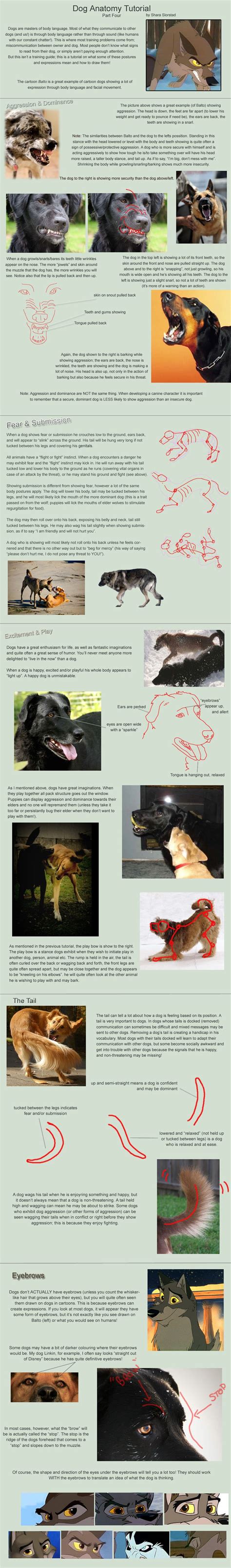 Dog Anatomy Tutorial 4 by SleepingDeadGirl on deviantART | Dog anatomy ...