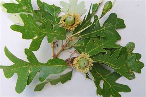 Quercus Macrocarpa Bur Oak