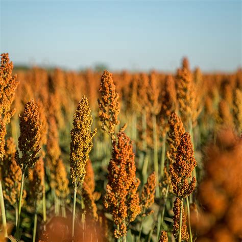 Plantação de sorgo como aumentar a produtividade da lavoura Terra