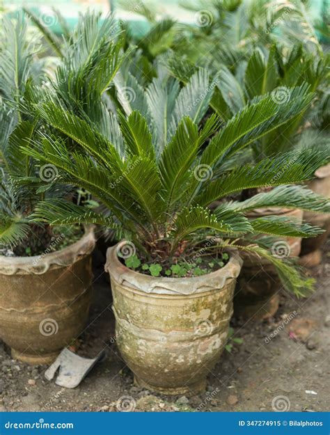Sago King Palm Plants in Nursery Stock Image - Image of gymnosperm