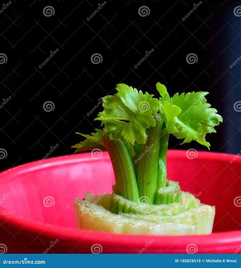 Regrow Stalk Of Celery From Base Horizontal Black Background Royalty